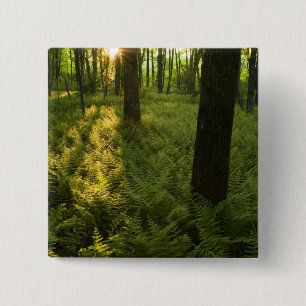 Chapa Cuadrada Helechos en el bosque en Grafton, Massachusetts.
