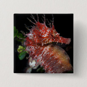 Chapa Cuadrada Hembra Begur del potro del Seahorse el