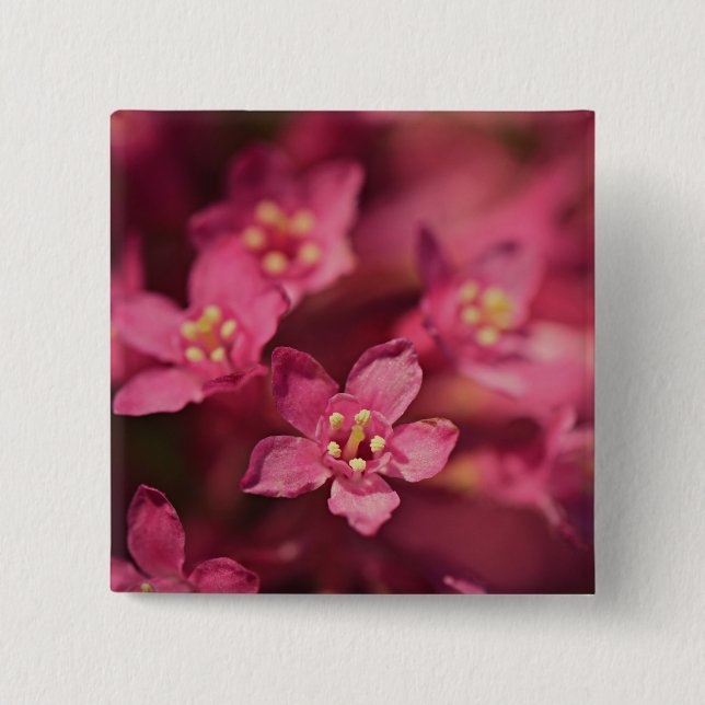 Chapa Cuadrada Hermosas flores rosas (Anverso)