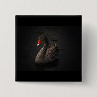 Hermoso cisne negro con un brillante pico rojo
