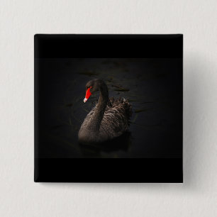Chapa Cuadrada Hermoso cisne negro con un brillante pico rojo