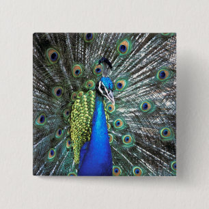 Chapa Cuadrada Hermoso pavo real esparciendo plumas coloridas