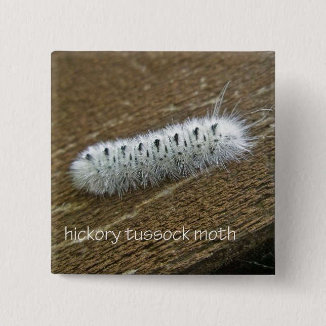 Chapa Cuadrada Hickory Tussock Moth (Lophocampa caryae) Elementos (Anverso)