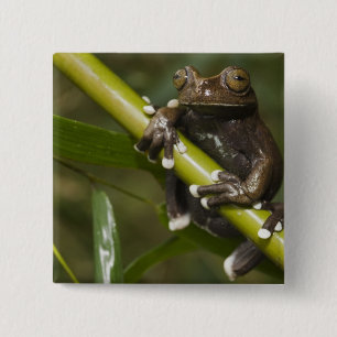 Chapa Cuadrada Hiloscirto de rana de árbol Tapichalaca cautiva 2