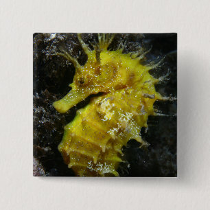 Chapa Cuadrada Hipocampo amarillo Guttulatus del Seahorse el