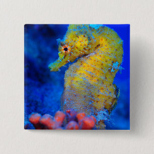 Chapa Cuadrada Hipocampo brillante del Seahorse el  