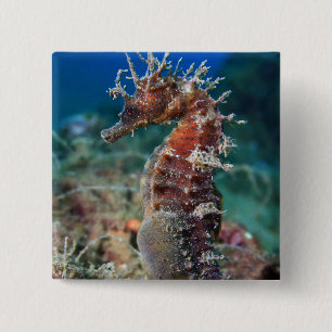 Chapa Cuadrada Hipocampo Ramulosus del caballo de mar el  