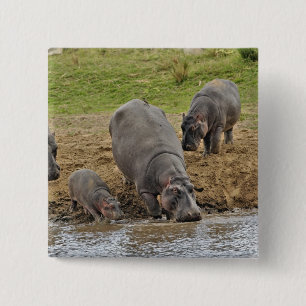 Chapa Cuadrada Hipopótamo, Hippopotamus amphibius, Serengeti