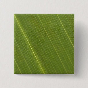 Chapa Cuadrada Hoja de palmera