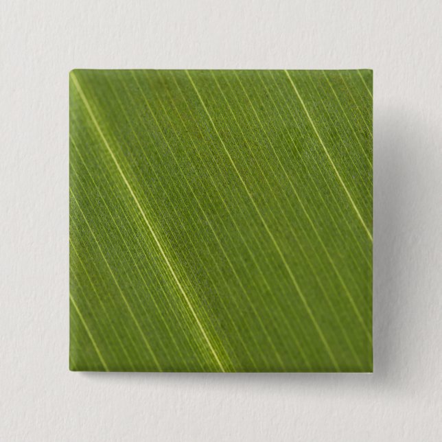 Chapa Cuadrada Hoja de palmera (Anverso)