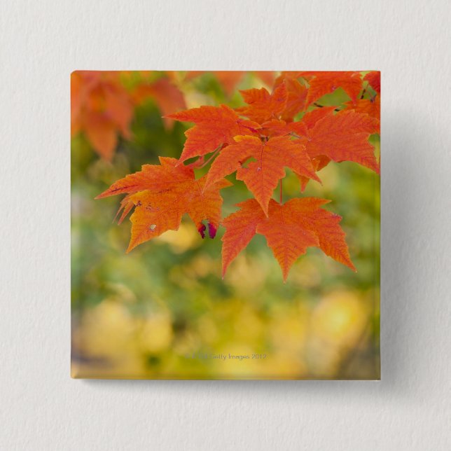 Chapa Cuadrada Hojas de arce rojas en otoño (Anverso)