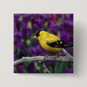 Chapa Cuadrada Hombre, Goldfinch estadounidense en otoño,