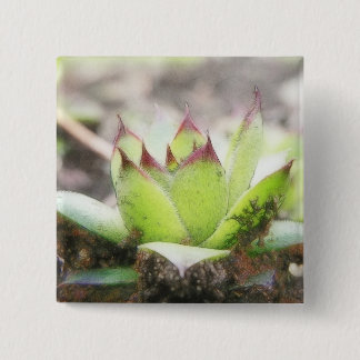 Chapa Cuadrada Houseleek - Sempervivum