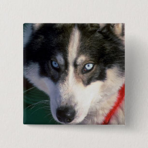 Chapa Cuadrada Husky siberiano