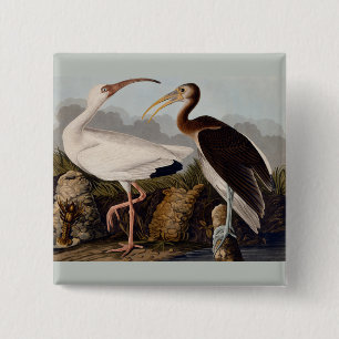 Chapa Cuadrada Ibis blanco audubon