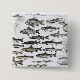 Chapa Cuadrada Ictiología, pescados oseos, Marisipobranchs