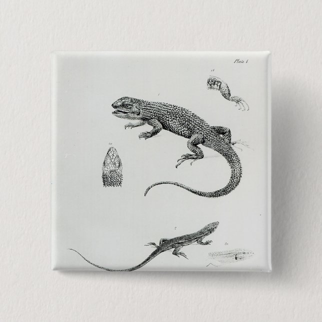 Chapa Cuadrada Iguana escalonada (Anverso)
