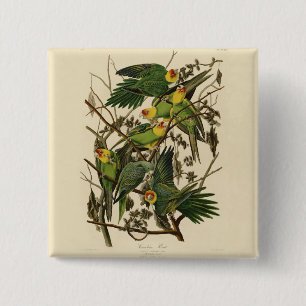 Chapa Cuadrada Ilustracion Audubon Carolina Parrot Bird