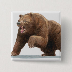 Chapa Cuadrada Ilustracion de un oso de Brown