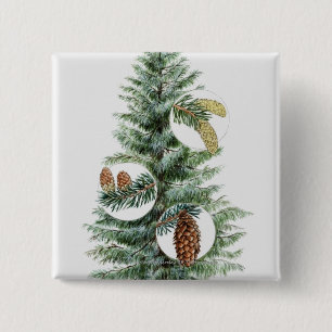Chapa Cuadrada Ilustracion del árbol conífero con los conos