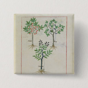 Chapa Cuadrada Ilustracion del "libro de las medicinas simples" 2