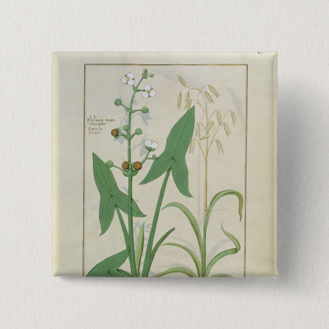 Chapa Cuadrada Ilustracion del "libro de las medicinas simples" 2 (Anverso)