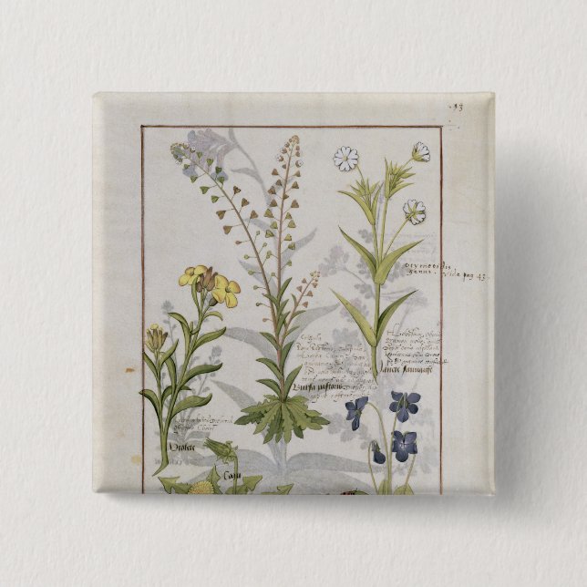 Chapa Cuadrada Ilustracion del "libro de las medicinas simples" 2 (Anverso)