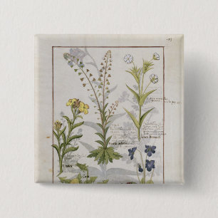 Chapa Cuadrada Ilustracion del "libro de las medicinas simples" 2