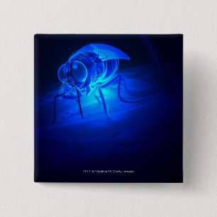 Chapa Cuadrada Ilustracion luminescente de una mosca de tsetse