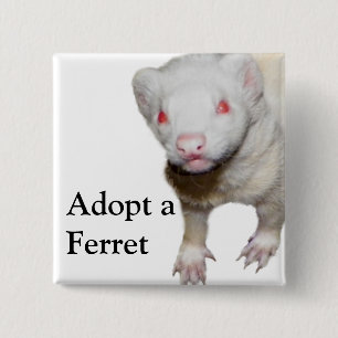 Chapa Cuadrada Imagen de Albino Ferret