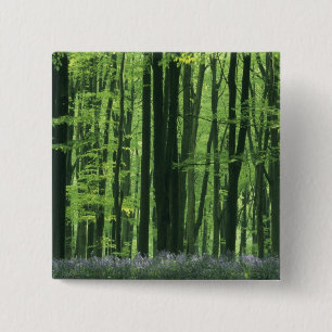 Chapa Cuadrada Inglaterra, bosque de hayas y campanillas azules
