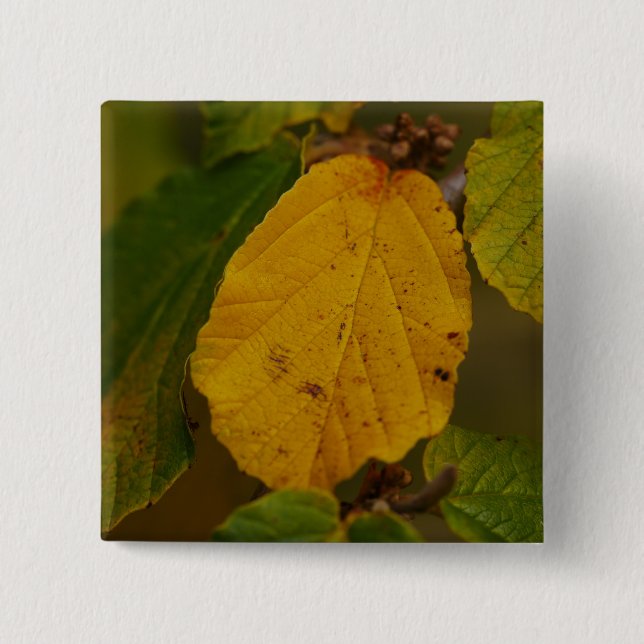 Chapa Cuadrada Insignia de Witch Hazel (Anverso)
