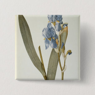 Chapa Cuadrada Iris Pallida, de "Les Liliacees", 1812