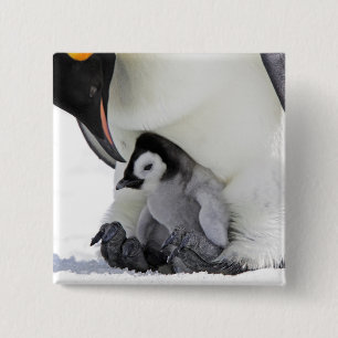 Chapa Cuadrada Isla de la colina de la nieve del pingüino de