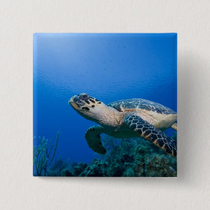 Chapa Cuadrada Islas Caimán, Little Cayman Island, Bajo el agua 2