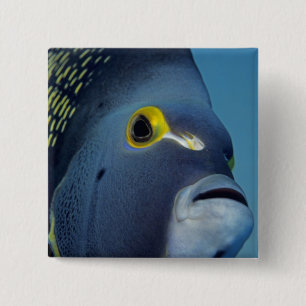 Chapa Cuadrada Islas Caimán, Pez ángel francés Pomacanthus