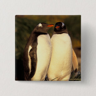 Chapa Cuadrada Islas Malvinas. Pingüinos de Gentoo. (Pyroscelis