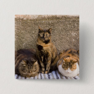 Chapa Cuadrada Italia, Cinque Terre, Vernazza. Tres gatos