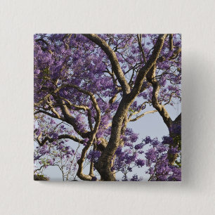 Chapa Cuadrada Jacaranda Trees florecientes en New Farm Park,