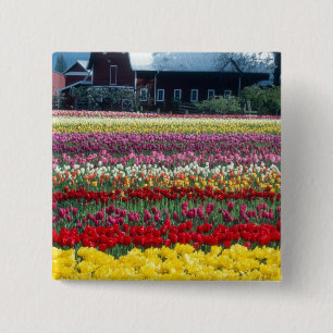 Chapa Cuadrada jardín de exhibición de tulipanes, condado de Skag