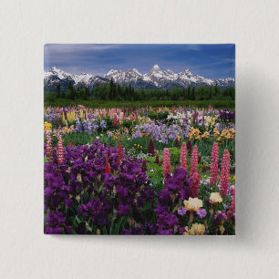 Chapa Cuadrada jardín de Iris y Lupino y cordillera Teton,