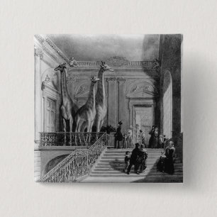 Chapa Cuadrada Jirafas en la escalera en los Británicos