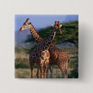 Chapa Cuadrada Jirafas majestuosas