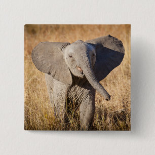 Chapa Cuadrada Joven elefante de sabana