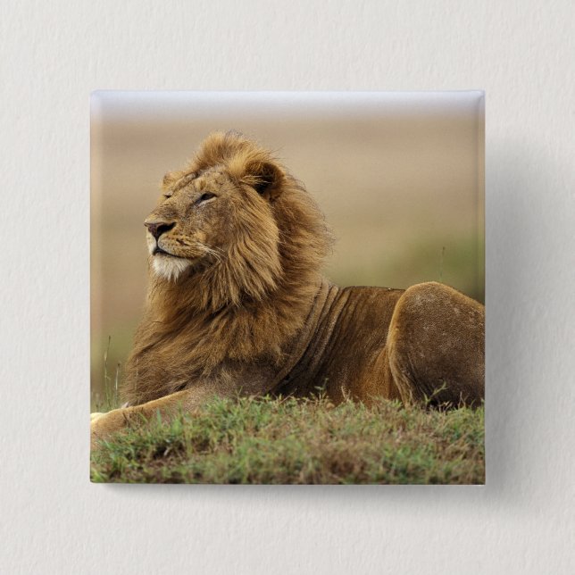 Chapa Cuadrada Kenia, Masai Mara | León Macho (Anverso)