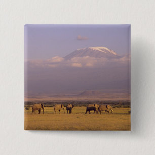 Chapa Cuadrada Kenia: Parque Nacional Amboseli, Elefantes