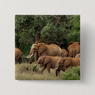 Chapa Cuadrada Kenia: Parque Nacional de Tsavo Este, manada afric