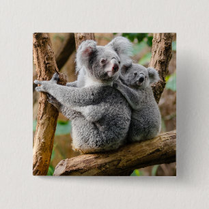 Chapa Cuadrada Koala con un bebé en un árbol en Australia