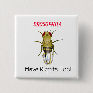 Chapa Cuadrada La DROSOPHILA, Drosophila, tiene Righ… -