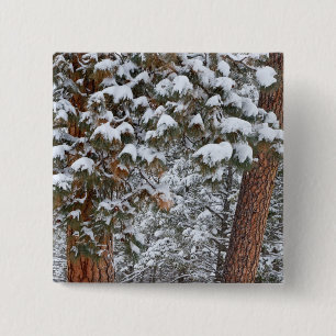 Chapa Cuadrada La nieve llena las ramas de los pinos ponderosa